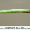 lasiommata petropolitana daghestan larva l3 1